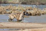 DOGUE ALLEMAND 190